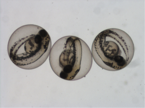 Zebrafish embryos 48h