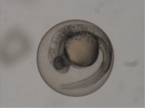 Danio rerio embrion